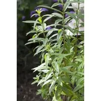 Aloysia Triphylla Zitronenverbene Ca. 9x9 cm Topf