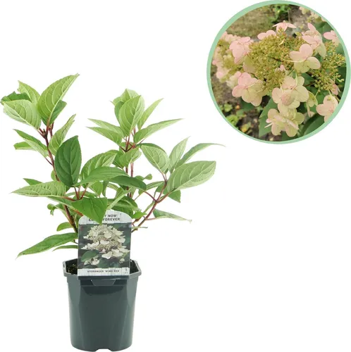 Rispenhortensie – Hydrangea panniculata Wims Red – Blüte Weiß-Rot – Laubabwerfend – Große Blüten – 17cm – Höhe ca. 50cm