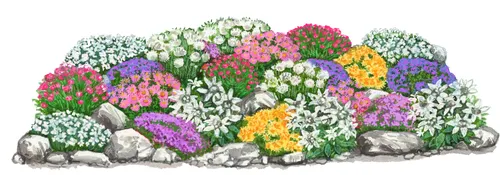 Dehner Staude Großer Alpengarten Set, 24-teilig, für sonnige Steingärten - Entdecken Sie das 24-teilige Stauden-Set Großer Alpengarten mit robusten Pflanzen. Ideal für sonnige, karge Böden und pflegeleicht – bringt alpine Blütenpracht in Ihren Garten und fördert die Artenvielfalt.