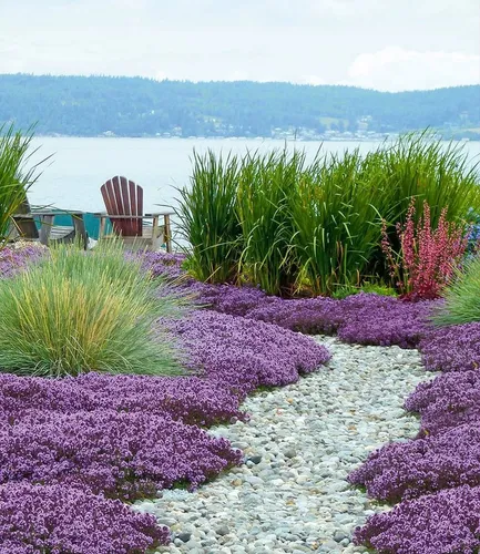 BALDUR Garten Scharlachroter Feld-Thymian im 9x9 cm-Topf - Winterharte und bienenfreundliche Staude, ideal als Bodendecker. Geringer Pflegeaufwand und trockenresistent. Perfekt für sonnige bis halbschattige Standorte.