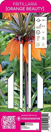 Young Generation Kaiserkrone Orange Beauty, imposante ca. 90 cm hohe orangeroten Kaiserkrone