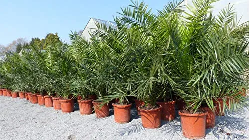 gruenwaren jakubik 2 Stück Palme XXL 160-180 cm - Baumsamen & -pflanzen: 2 kräftige Phoenix Canariensis Dattelpalmen, winterhart und ideal für Terrasse oder Garten, inklusive hochwertigem Topf.