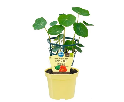 Exotenherz Gewürzkraut Kapuzinerkresse Tropaeolum majus Kräuterpflanze im 12cm Topf