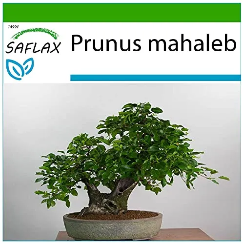 SAFLAX - Bonsai - Felsenkirsche - 30 Samen - Mit keimfreiem Anzuchtsubstrat - Prunus mahaleb
