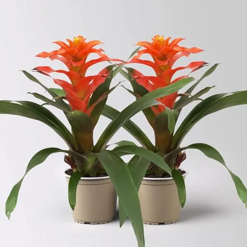 Guzmanie 'Fiero', orange, Topf-Ø 12 cm, 2 Pflanzen von Pflanzen-Kölle