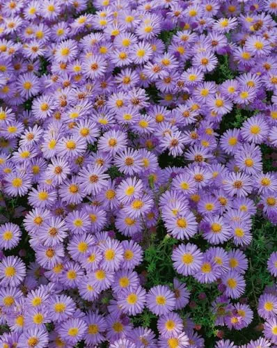 Pflanzen Blau von PlantaPro