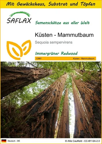 SAFLAX Blumensamen SAFLAX - Anzuchtset - Küsten - Mammutbaum