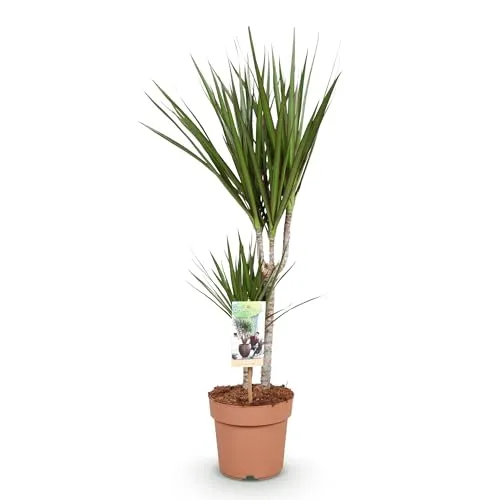 Green boutiQ - Zimmerpflanzen - Dracaena Marginata - Drachenbaum - Wenig Pflege - Grün - 1 Pflanze - Topf 17cm - Höhe 70-80cm