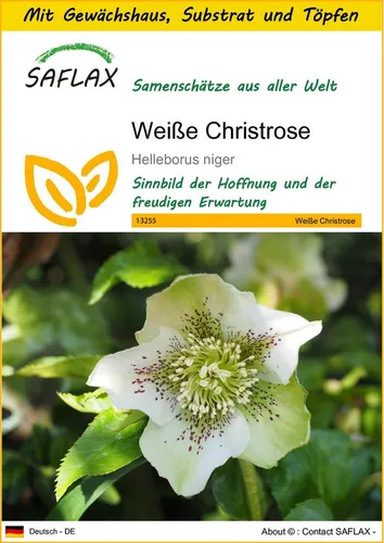SAFLAX Blumensamen SAFLAX - Anzuchtset - Weiße Christrose