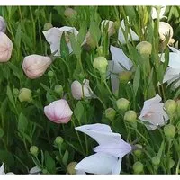 Produktbild Ballonblume Fuji Pink