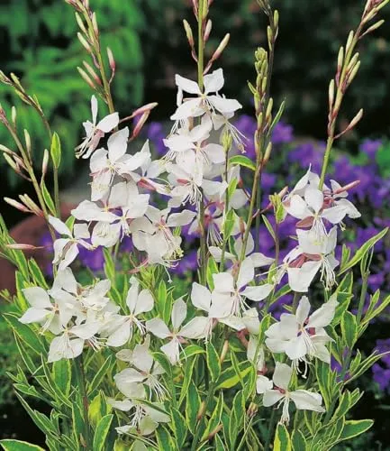 BALDUR Garten 2x Prachtkerze - Gaura 'Weiß', winterhart und pflegeleicht - Prachtkerze im 9x9 cm-Topf, ideal für Beet & Kübel. Bieten Sie Ihren Garten mit schmetterlingsartigen Blüten einen Blickfang, der bienenfreundlich ist und wenig Pflege benötigt.