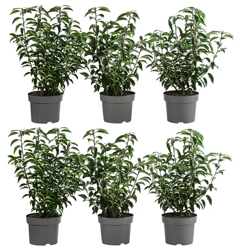 Portugiesischer Kirschlorbeer 2 Meter Hecke ca. 40-60 cm 6 x 5 l Topf, Dehner