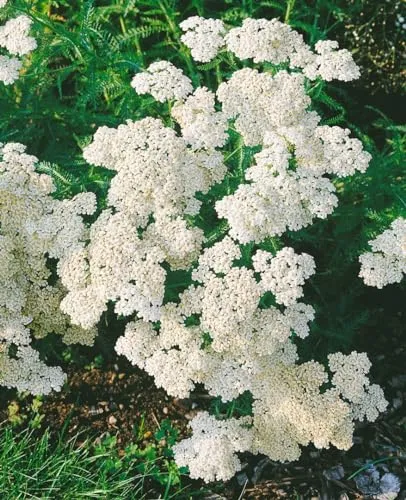 Achillea millefolium 'Schneetaler' 9x9 cm Topf – Winterhart, Mehrjährig, Pflegeleicht – Schafgarbe – Staude für Beet & Rabatte