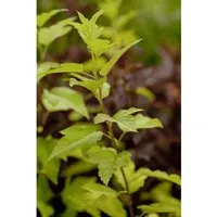 Physocarpus opulifolius 'Angel Gold' - Gold-Perückenstrauch - Blumen & Stauden – Leuchtend goldgelbes Laub, ideal für Garten, Hecken oder Sichtschutz, pflegeleicht und winterhart bis -30 °C.
