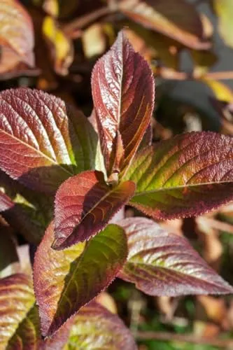 Weigela florida 'Wings of Fire' – Pflegeleichter Zierstrauch für Garten & Hecke - Winterharter, mehrjähriger Zierstrauch mit rosa bis purpurfarbenen Blüten. Ideal für Beete, Hecken und große Kübel. Bienenfreundlich und mit rotem Herbstlaub, sorgt für eine lange Blütezeit.