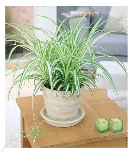 BALDUR-Garten Pflanzen von BALDUR-Garten