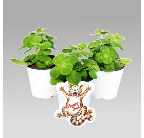 Produktbild Exotenherz Coleus Canin Verpiss-Dich Pflanze