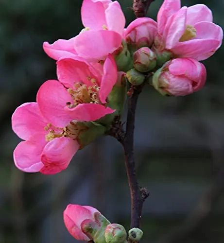 Zierquitte Pink Lady 40-60cm in pink von Baumschule