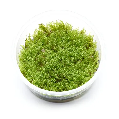 Plagiomnium cf. affine - Perlenmoos in vitro XL - 8,5cm Bechergröße - Aquariummoos Wasserpflanzen für Aquarien