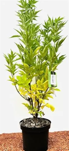Sambucus nigra 'Obelisk' - Pflegeleichter Schwarzer Holunder - Baumsamen & -pflanzen, schlanke Wuchsform mit weißen Blüten, ideal für Hecken und winterhart bis -20 °C.