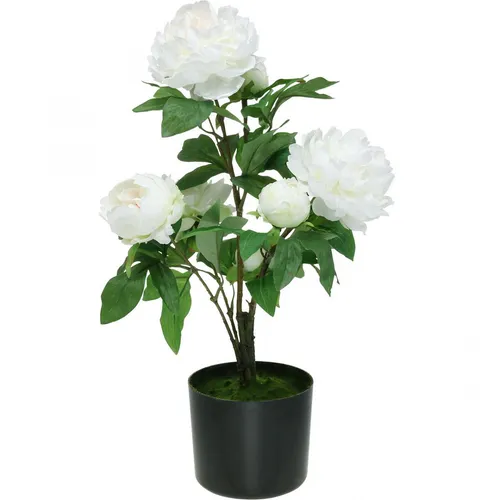 Künstliche Pfingstrose Paeonia im Topf, Täuschend Echt, Deko Blume Weiß, H57cm - Sonstige - Hochwertige Kunstpfingstrose mit 7 voluminösen Blüten, ideal für pflegeleichte Deko in Wohn- und Geschäftsräumen.