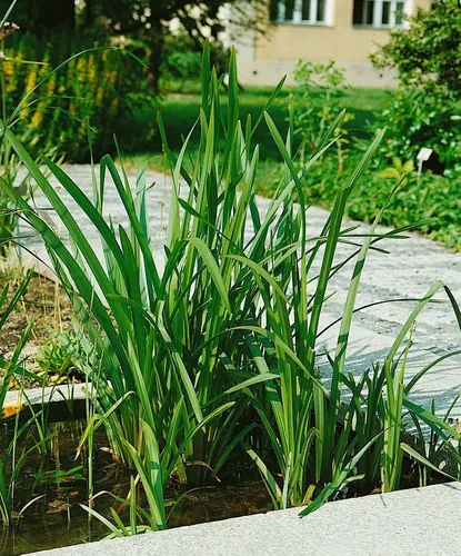 Pflanzen für Dich Staude Sparganium erectum, 1 St., Einfacher Igelkolben, Ästiger Igelkolben