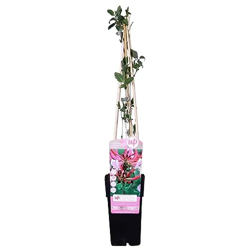 Lonicera Periclymenum 'Serotina'