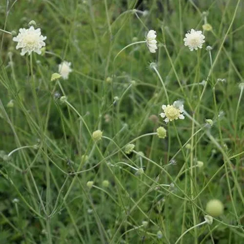 Blumixx Stauden Scabiosa ochroleuca - Gelbe Skabiose Hellgelbes Krätzkraut, im 0,5 Liter Topf, hell-gelb blühend