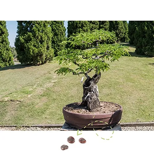 Exotische Bonsai Samen mit hoher Keimrate - Pflanzen Samen Set für deinen eigenen Bonsai Baum (1x Tamarinde)