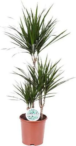 Drachenbaum Dracaena Marginata Ø21cm 95-115cm Zimmerpflanze Pflegeleicht