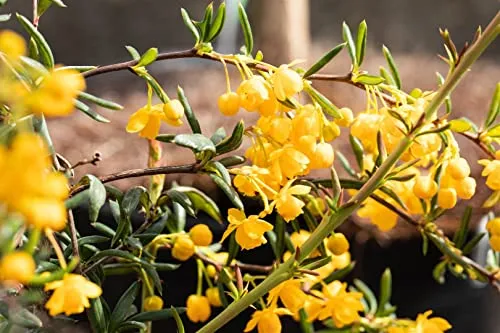 Pflanzen für Dich Gehölze Berberis stenophylla - Ziergehölze, immergrüner Strauch mit leuchtend gelben Blüten, bienenfreundlich und pflegeleicht, ideal für Hecken oder als Solitär.