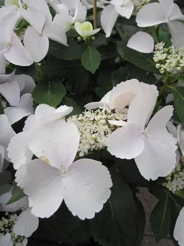 Garland Hydrangea macrophylla Runaway Bride ® von Baumschule