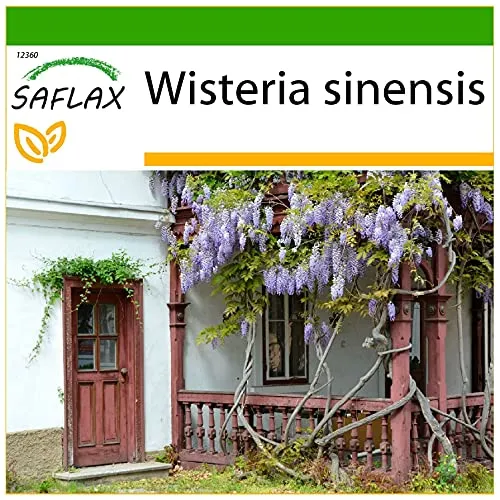 SAFLAX - Blauregen - 4 Samen - Mit keimfreiem Anzuchtsubstrat - Wisteria sinensis