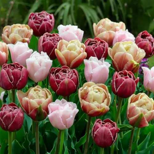Tulpenzwiebeln Winterhart Mehrjährig Doppelte Blüte von DUTCH BULBS