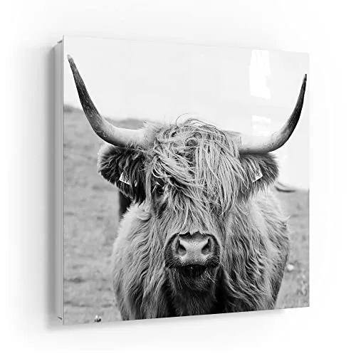 DEQORI Schlüsselkasten weiß | 30x30 cm | Motiv Zotteliges Hochlandrind | Glas & Metall Schlüssel-Box | Schlüsselschrank mit 50 Haken + 2 Magnete | Moderne Design Box magnetisch & beschreibbar