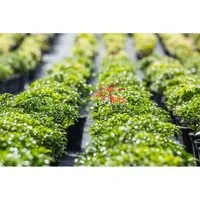 Pieris Japonica Bonfire Japanische Lavendelheide Ca. 10 cm Topf