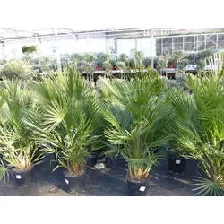 Zwergpalme Chamaerops Humilis 150 - 180 cm - Robuste Zwergpalme mit erstklassiger Qualität, winterhart bis -12°C. Ideal für Garten und Terrasse, bringt mediterranes Flair in Ihr Zuhause.