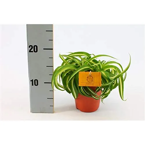 Grünlilie Chlorophytum comosum Bonnie ca. 20 cm – pflegeleichte luftreinigende Zimmerpflanze, ideal für Zuhause & Büro, robuste Grünpflanze zur Raumluftverbesserung
