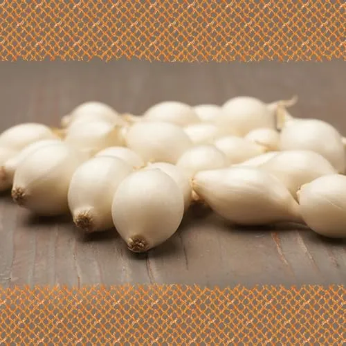 FLORTUS – Wintersteckzwiebel Snowball 5 kg Netz zertifiziertes Pflanzgut – Zwiebelgröße 14