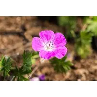 Geranium Sanguineum Elsbeth Blutstorchschnabel Ca. 9x9 cm Topf