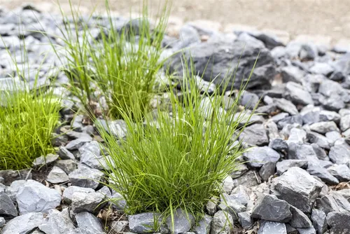 Pflanzen für Dich Gräser Melica ciliata, 1 St., Wimper-Perlgras, Zotten-Perlgras, weiße Ähren, trockenheitsresistent