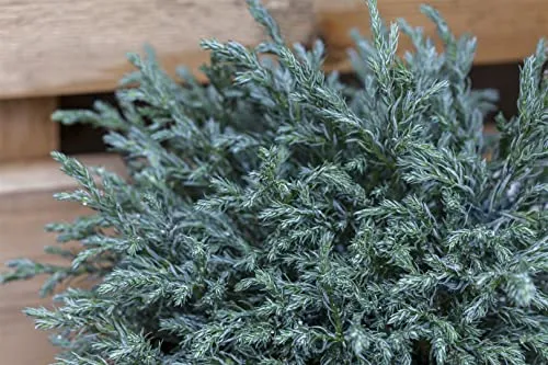 Chamaecyparis pisifera 'Baby Blue' 20–30 cm – Immergrün, Winterhart, Pflegeleicht – Zwerg-Scheinzypresse – Konifere für Steingarten & Kübel