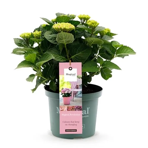 Green boutiQ