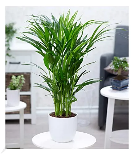 BALDUR Garten Areca Palme ca. 60-70 cm hoch, 1 PflanzeLuftreinigende Zimmerpflanze, unterstützt das Raumklima, Zimmerpalme Goldfruchtpalme Grünpflanze, mehrjährig - frostfrei halten