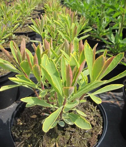 Busch-Wolfsmilch Ascot Rainbow