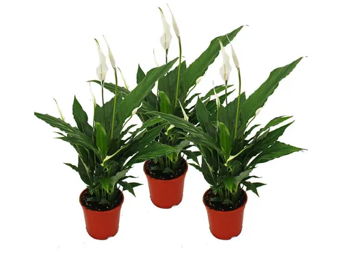 Exotenherz Zimmerpflanze Spathiphyllum