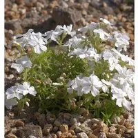 Produktbild Teppich Phlox White Delight - Phlox subulata