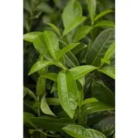 Prunus,aurocerasus 'Diana' 40-60 cm