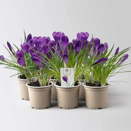 Pflanzen Blau von Pflanzen-Kölle