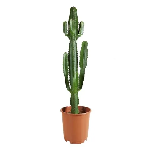 Produktbild Bloomique Euphorbia Acrurensis